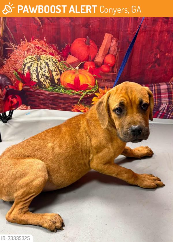 Found/Stray Unknown Dog last seen Located at Rockdale County Animal Service, 1506 Rockbridge Road, Conyers, GA 30012, Conyers, GA 30012
