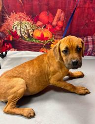 Found/Stray Unknown Dog last seen Located at Rockdale County Animal Service, 1506 Rockbridge Road, Conyers, GA 30012, Conyers, GA 30012