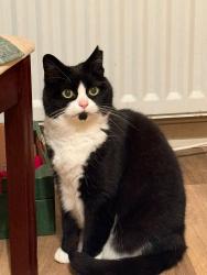 Lost Female Cat last seen Seapark Drive, Belfast, Northern Ireland 
