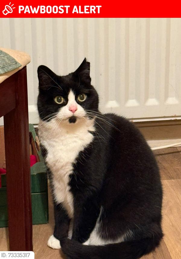 Lost Female Cat last seen Seapark Drive, Belfast, Northern Ireland 