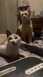 Reunited Female Cat last seen Wards Corner, Norfolk, VA 23505, USA, Norfolk, VA 23505