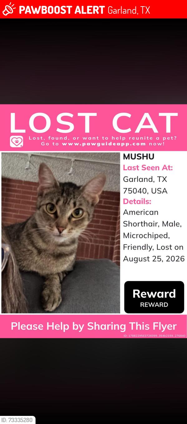 Lost Male Cat last seen Madera Dr. & Morrison, Garland, TX 75040