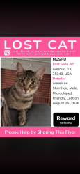 Lost Male Cat last seen Madera Dr. & Morrison, Garland, TX 75040