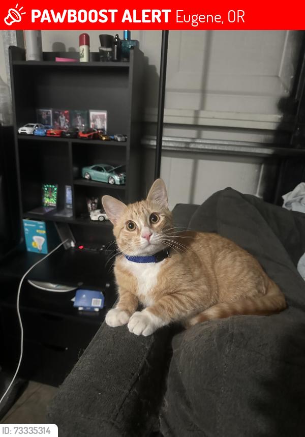 Lost Male Cat last seen Exit 6 On Beltline (The exit for Jerry’s and Junction City) off to the right side in the bushes, Eugene, OR 97402