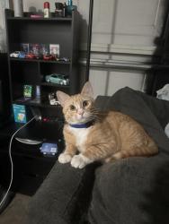 Lost Male Cat last seen Exit 6 On Beltline (The exit for Jerry’s and Junction City) off to the right side in the bushes, Eugene, OR 97402