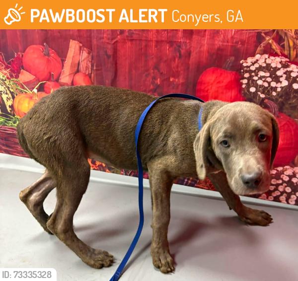 Found/Stray Unknown Dog last seen Located at Rockdale County Animal Service, 1506 Rockbridge Road, Conyers, GA 30012, Conyers, GA 30012