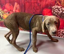 Found/Stray Unknown Dog last seen Located at Rockdale County Animal Service, 1506 Rockbridge Road, Conyers, GA 30012, Conyers, GA 30012