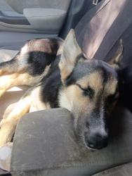 Found/Stray Female Dog last seen Near and Palo Alto rd., San Antonio, TX 78224