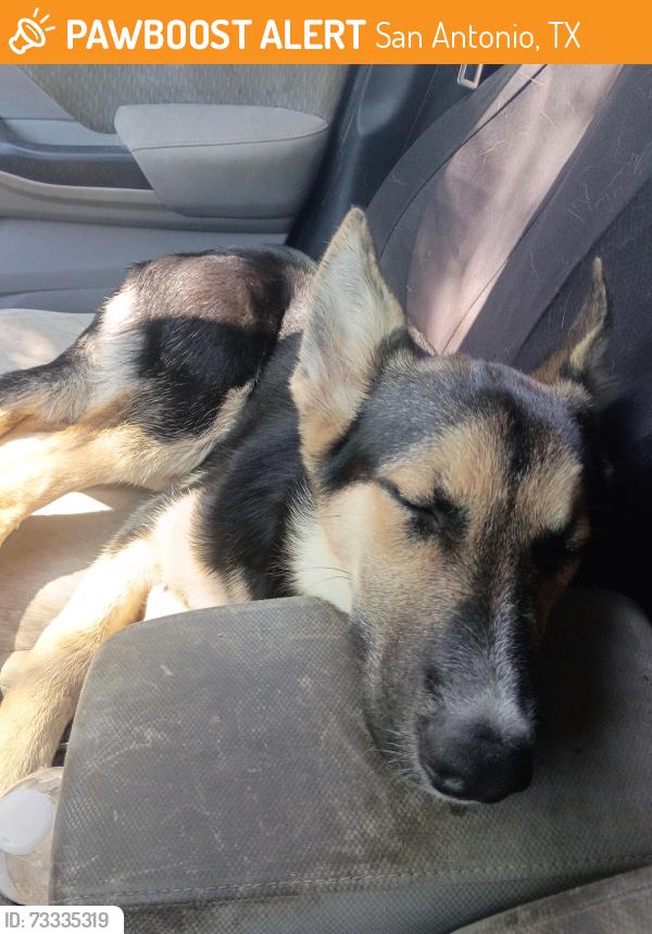 Found/Stray Female Dog last seen Near and Palo Alto rd., San Antonio, TX 78224