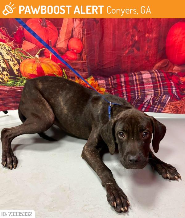 Found/Stray Unknown Dog last seen Located at Rockdale County Animal Service, 1506 Rockbridge Road, Conyers, GA 30012, Conyers, GA 30012