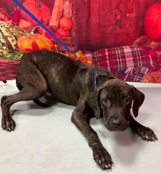 Found/Stray Unknown Dog last seen Located at Rockdale County Animal Service, 1506 Rockbridge Road, Conyers, GA 30012, Conyers, GA 30012