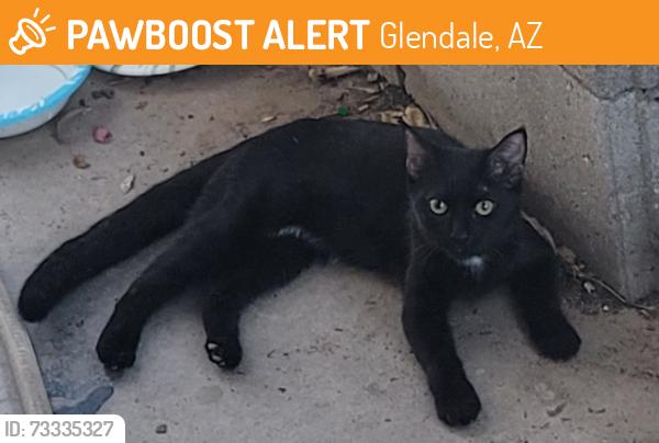 Found/Stray Female Cat last seen 51st Ave and Cactus Rd, Glendale, AZ 85304