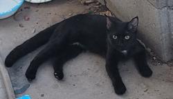 Found/Stray Female Cat last seen 51st Ave and Cactus Rd, Glendale, AZ 85304