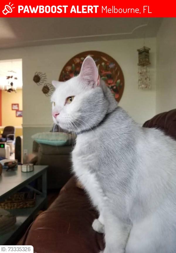 Lost Male Cat last seen Fountainhead north, Melbourne, FL 32935