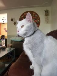 Lost Male Cat last seen Fountainhead north, Melbourne, FL 32935