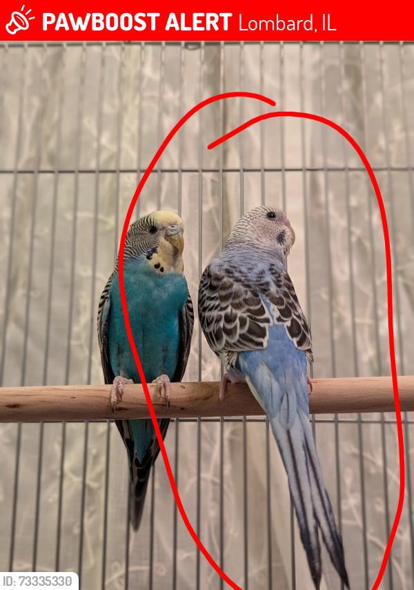 Lost Unknown Bird last seen Near Finley and Roosevelt Rd near the Point West cndmniums, Lombard, IL 60148