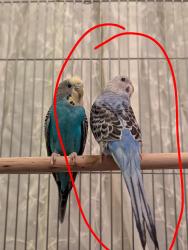 Lost Unknown Bird last seen Near Finley and Roosevelt Rd near the Point West cndmniums, Lombard, IL 60148