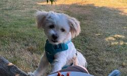 Lost Male Dog last seen Near 116th Pl SE Bellevue,WA, Bellevue, WA 98006