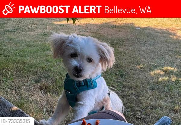 Lost Male Dog last seen Near 116th Pl SE Bellevue,WA, Bellevue, WA 98006
