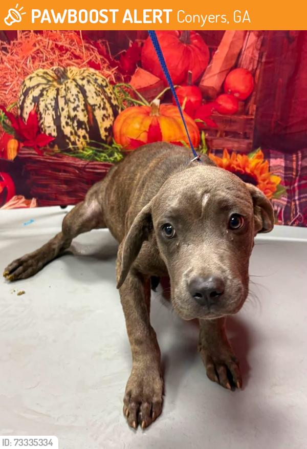 Found/Stray Unknown Dog last seen Located at Rockdale County Animal Service, 1506 Rockbridge Road, Conyers, GA 30012, Conyers, GA 30012
