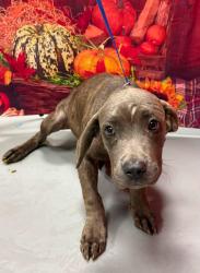 Found/Stray Unknown Dog last seen Located at Rockdale County Animal Service, 1506 Rockbridge Road, Conyers, GA 30012, Conyers, GA 30012
