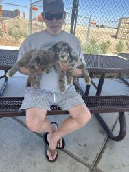 Lost Male Dog last seen Across from Orpheus Park, Encinitas, CA 92024