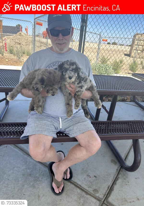 Lost Male Dog last seen Across from Orpheus Park, Encinitas, CA 92024
