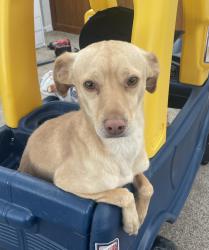 Reunited Male Dog last seen Gibson and Carlisle, Albuquerque, NM 87106