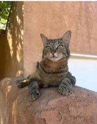 Lost Female Cat last seen Coors and dellyne, Albuquerque, NM 87120