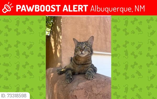 Lost Female Cat last seen Coors and dellyne, Albuquerque, NM 87120