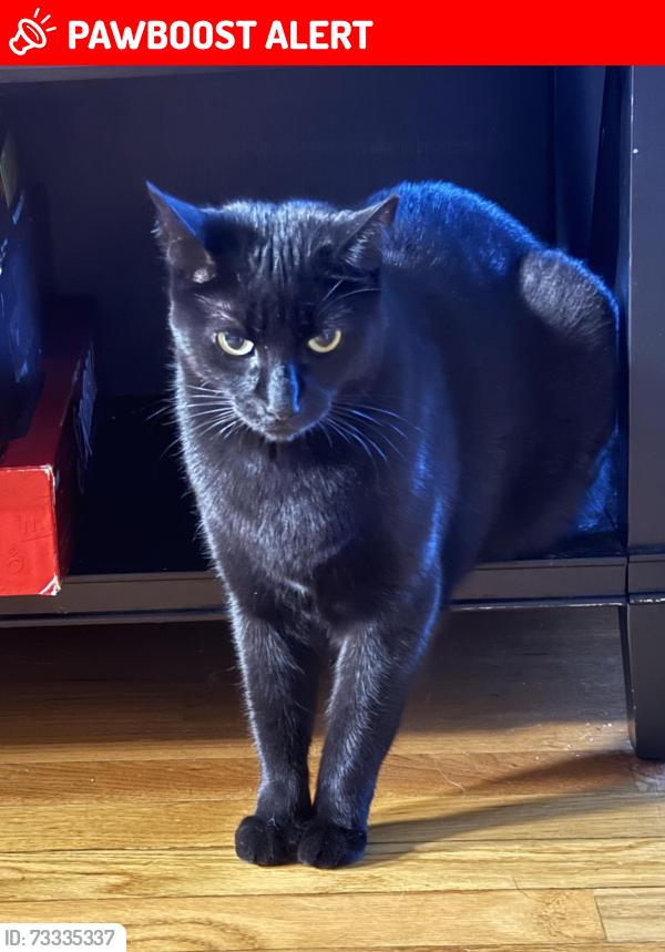 Lost Female Cat last seen Williams lake rd, Waterford Township, MI 48329