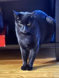 Lost Female Cat last seen Williams lake rd, Waterford Township, MI 48329