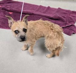 Shelter Stray Male Dog last seen Near W 6TH ST, RENO NV 89503, 2825 Longley Ln Suite A, Reno, NV 89502, USA