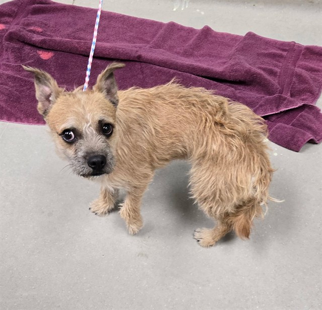 Shelter Stray Male Dog last seen Near W 6TH ST, RENO NV 89503, 2825 Longley Ln Suite A, Reno, NV 89502, USA