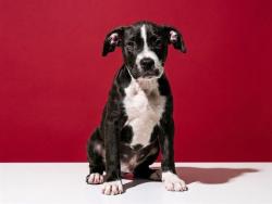 Shelter Stray Male Dog last seen Near BLOCK DOBELL RD, 2020 Forest St, Jacksonville, FL 32204, USA