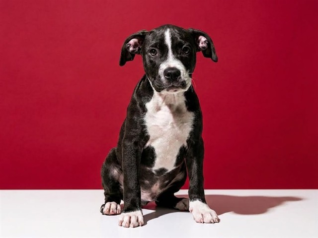 Shelter Stray Male Dog last seen Near BLOCK DOBELL RD, 2020 Forest St, Jacksonville, FL 32204, USA