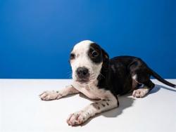 Shelter Stray Male Dog last seen Near BLOCK DOBELL RD, 2020 Forest St, Jacksonville, FL 32204, USA