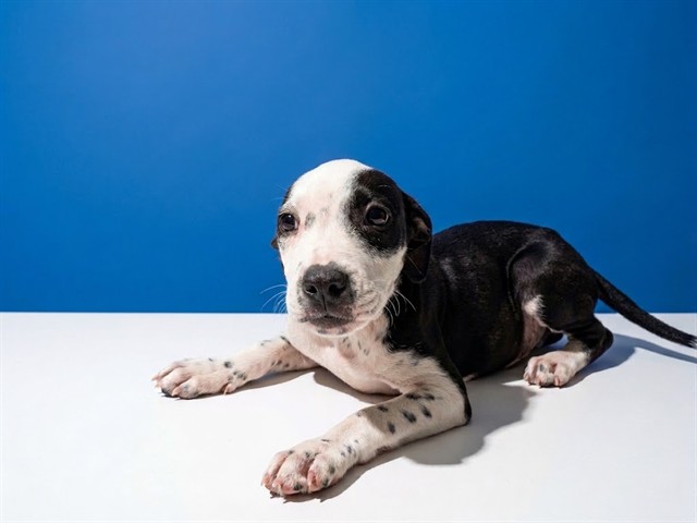 Shelter Stray Male Dog last seen Near BLOCK DOBELL RD, 2020 Forest St, Jacksonville, FL 32204, USA