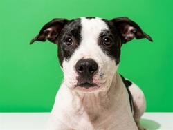 Shelter Stray Male Dog last seen Near BLOCK DOBELL RD, 2020 Forest St, Jacksonville, FL 32204, USA
