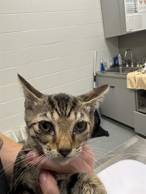 Shelter Stray Female Cat last seen Near, 2600 S Harding St, Indianapolis, IN 46221, USA