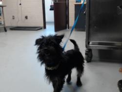 Shelter Stray Female Dog last seen , 4704 Corporation Dr, Fayetteville, NC 28306, USA