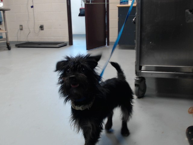 Shelter Stray Female Dog last seen , 4704 Corporation Dr, Fayetteville, NC 28306, USA