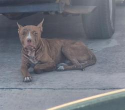 Shelter Stray Male Dog last seen Near BLOCK APPLEWHITE, 4710 TX-151, San Antonio, TX 78227, USA