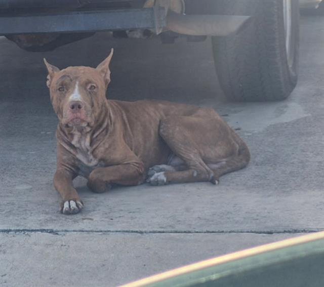 Shelter Stray Male Dog last seen Near BLOCK APPLEWHITE, 4710 TX-151, San Antonio, TX 78227, USA