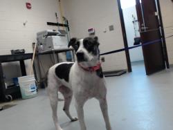 Shelter Stray Female Dog last seen Near BLOCK REHOBOTH RD, HOPE MILLS NC 28348, 4704 Corporation Dr, Fayetteville, NC 28306, USA