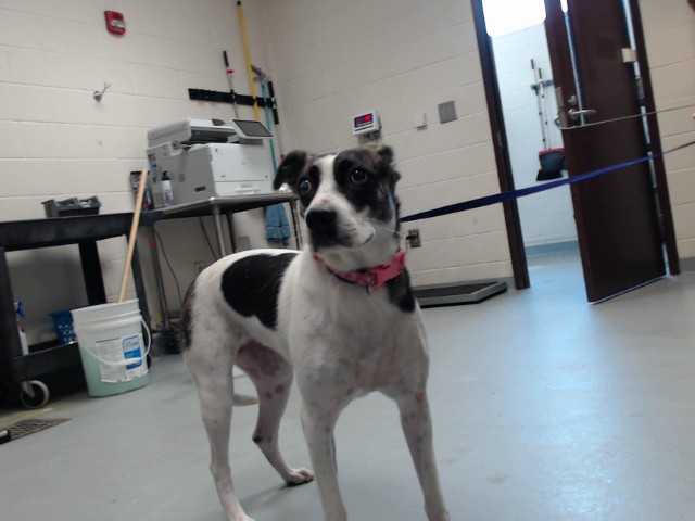 Shelter Stray Female Dog last seen Near BLOCK REHOBOTH RD, HOPE MILLS NC 28348, 4704 Corporation Dr, Fayetteville, NC 28306, USA
