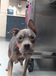 Shelter Stray Female Dog last seen Near BLOCK UTILE RD, FAYETTEVILLE NC 28304, 4704 Corporation Dr, Fayetteville, NC 28306, USA