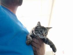 Shelter Stray Male Cat last seen Near BLOCK CLIFFDALE RD, FAYETTEVILLE NC 28314, 4704 Corporation Dr, Fayetteville, NC 28306, USA