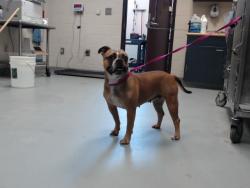 Shelter Stray Female Dog last seen Near BLOCK LILLINGTON HWY, SPRING LAKE NC 28390, 4704 Corporation Dr, Fayetteville, NC 28306, USA