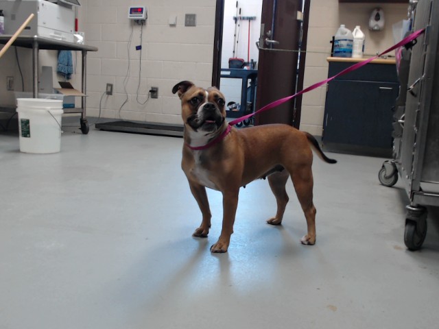 Shelter Stray Female Dog last seen Near BLOCK LILLINGTON HWY, SPRING LAKE NC 28390, 4704 Corporation Dr, Fayetteville, NC 28306, USA
